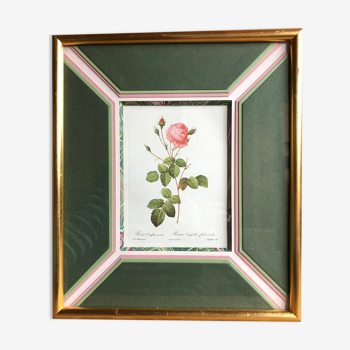 Ancienne lithographie planche botanique rose cent feuilles