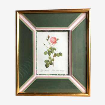 Old lithography botanical plate rose hundred sheets & golden frame vintage