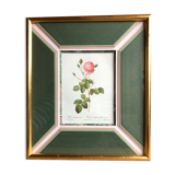 Old lithography botanical plate rose hundred sheets & golden frame vintage