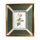 Old lithography botanical plate rose hundred sheets & golden frame vintage