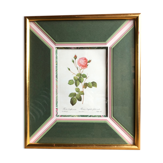Old lithography botanical plate rose hundred sheets & golden frame vintage