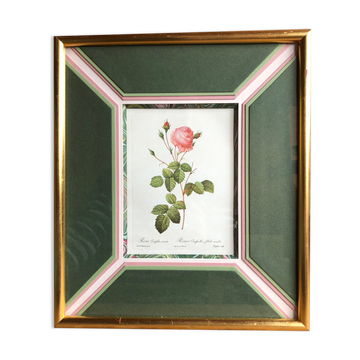 Old lithography botanical plate rose hundred sheets & golden frame vintage