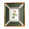 Old lithography botanical plate rose hundred sheets & golden frame vintage