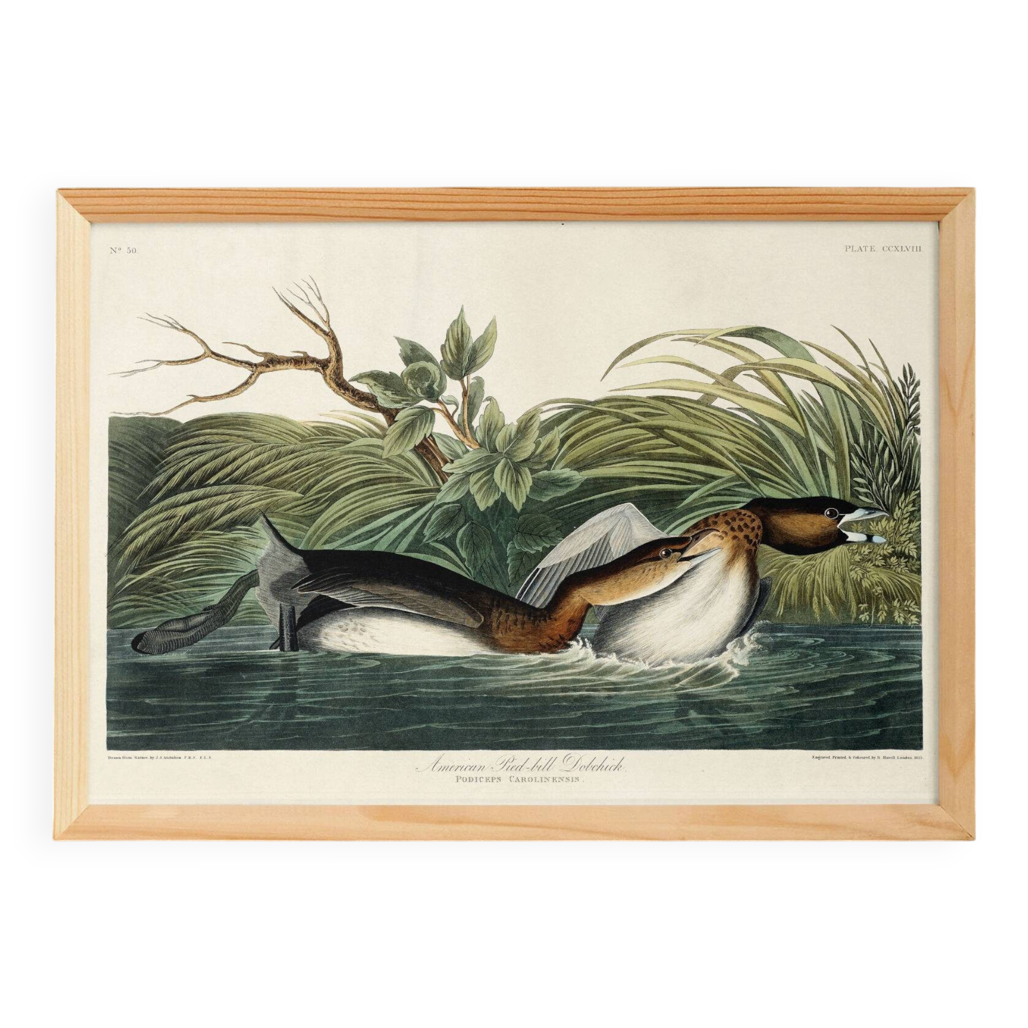 Affiche sur le Grèbe à bec rouge, d’après une gravure ancienne de 1827.