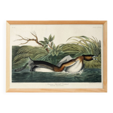 Affiche sur le Grèbe à bec rouge, d’après une gravure ancienne de 1827.