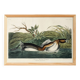 Poster about the Red-billed Grebe, based on an old engraving from 1827.