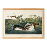 Poster about the Red-billed Grebe, based on an old engraving from 1827.