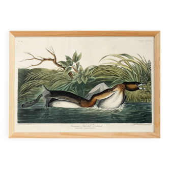 Poster about the Red-billed Grebe, based on an old engraving from 1827.