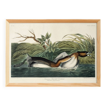 Poster about the Red-billed Grebe, based on an old engraving from 1827.
