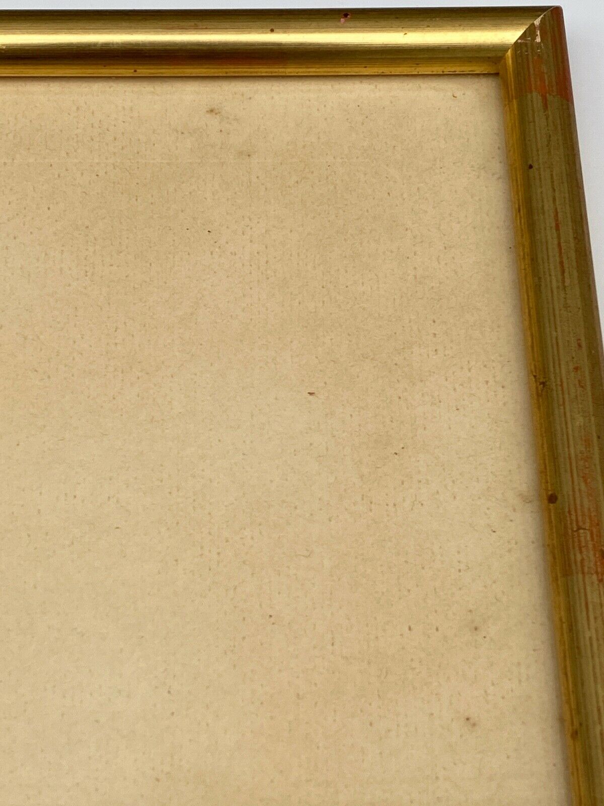 Lithographie rosier redoute Langlois Remond mousseux a fleurs blanches