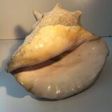 Ancient lambis strombe shell.
