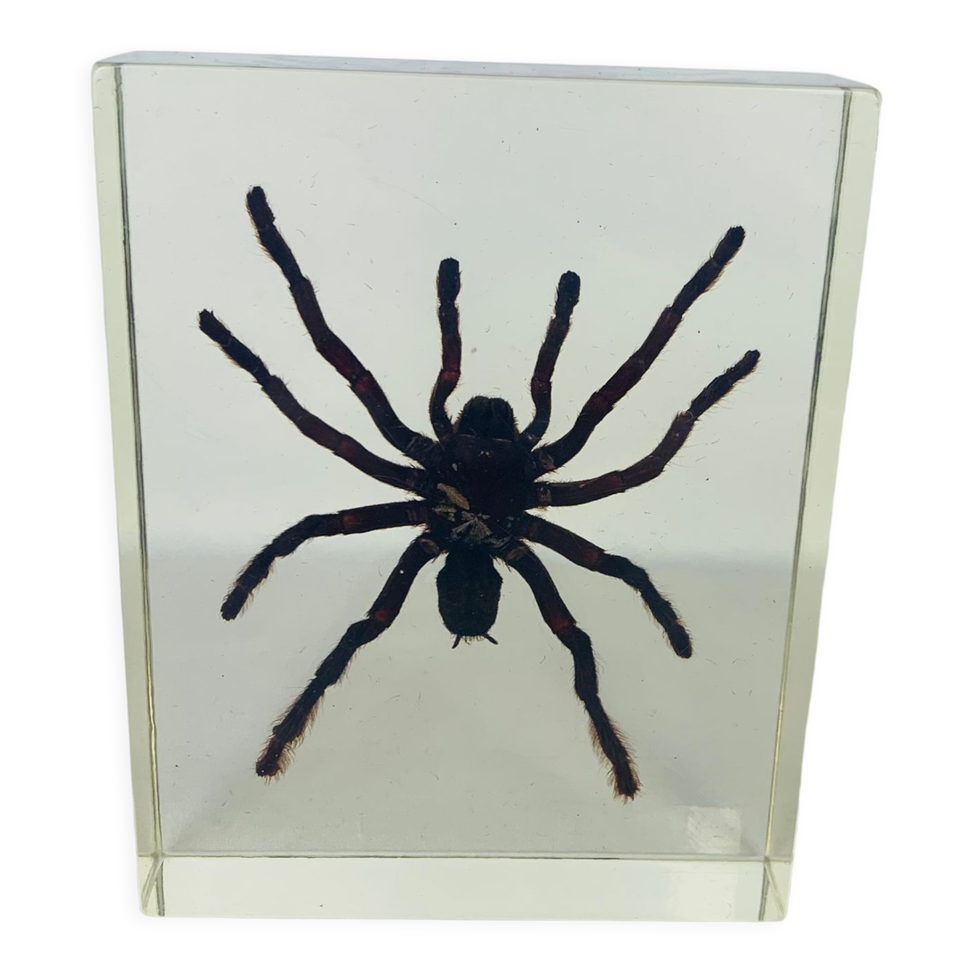 Spider tarantula resin insect object of curiosity