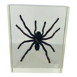 Araignée mygale résine insecte