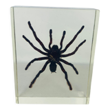 Spider tarantula resin insect object of curiosity