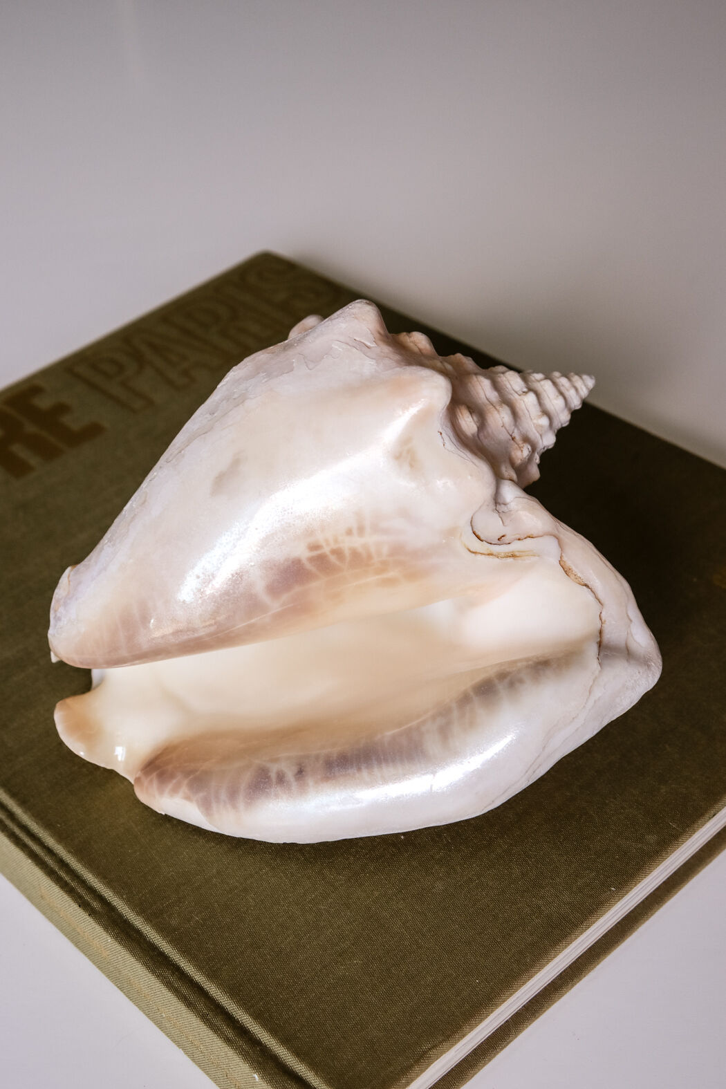 Shell