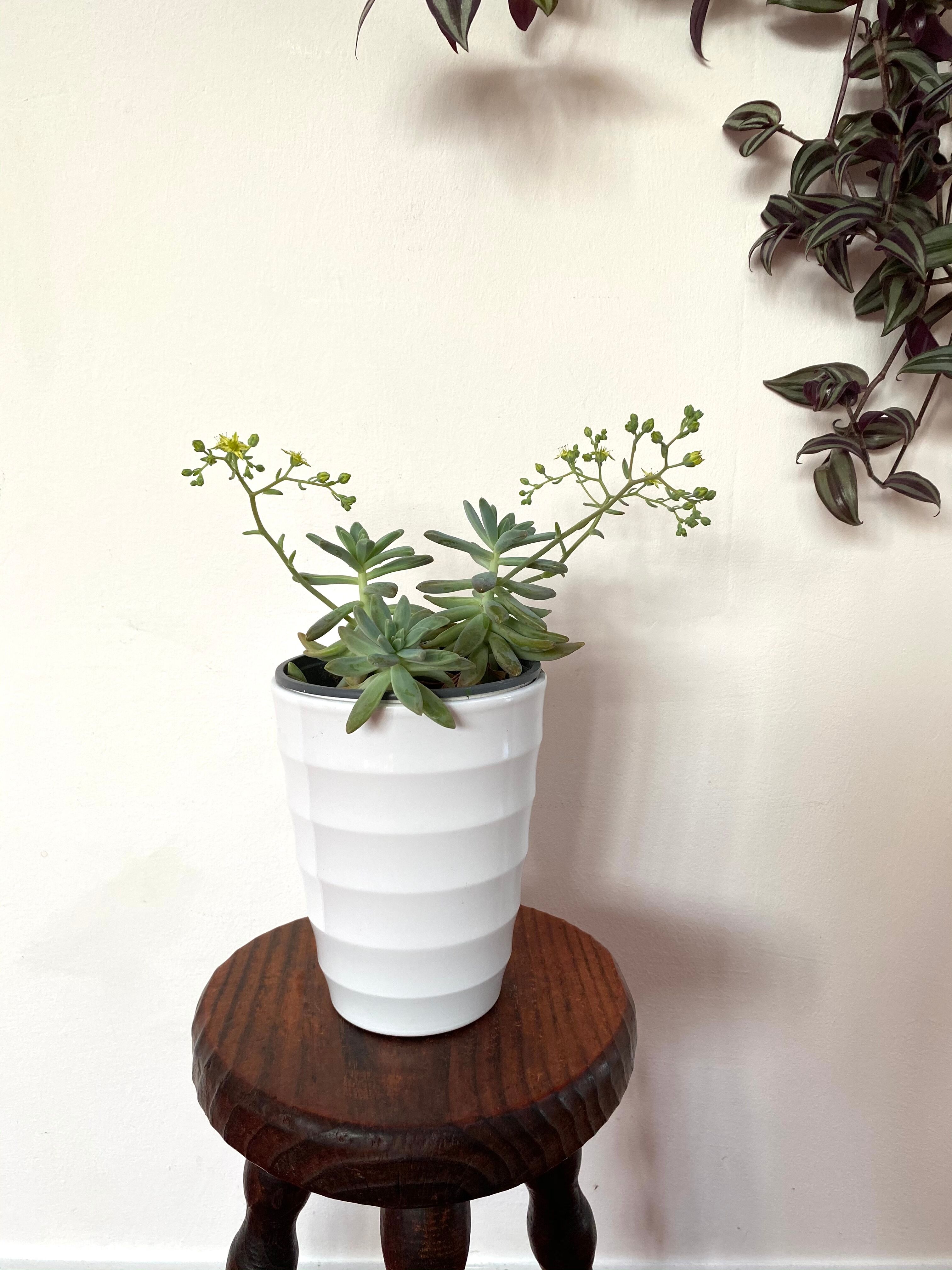 Old tripod stool in solid wood