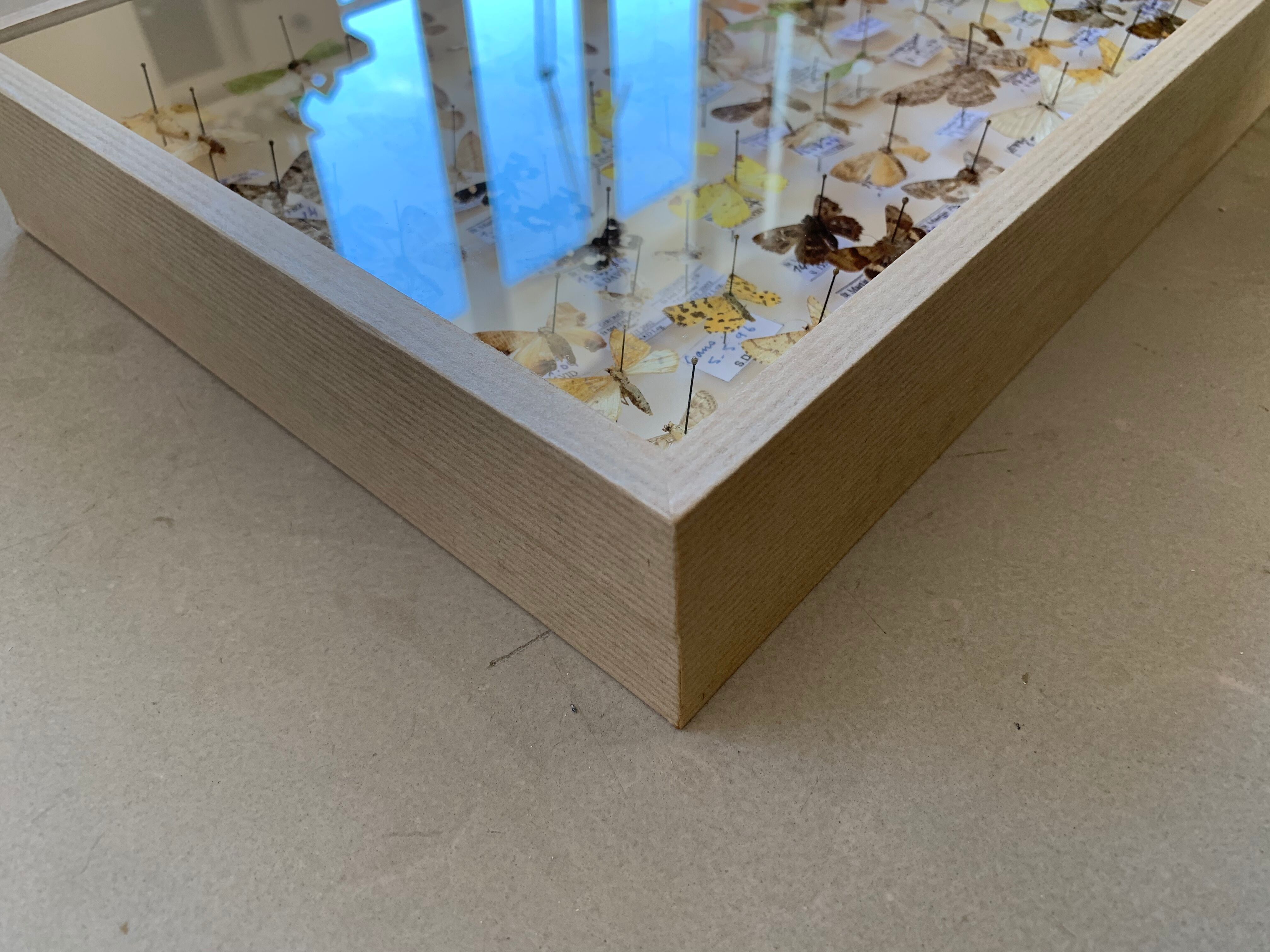 Butterflies stuffed under glass
