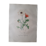 Arctotis Maculata botanical plank, lithographed and coloured, Sertum Botanicum 1832