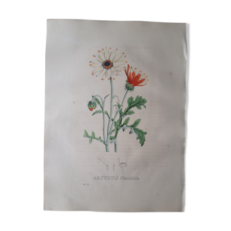 Planche botanique Arctotis Maculata lithographiée et coloriée,  Sertum Botanicum 1832