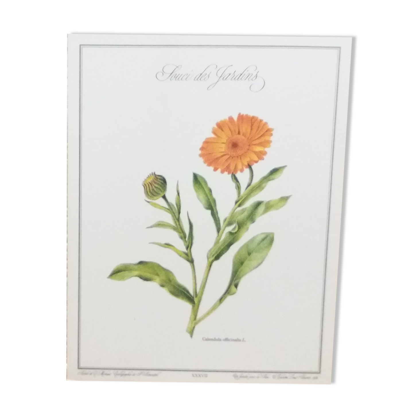 Botanical Plank Concern of the Gardens