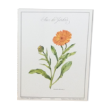 Botanical Plank Concern of the Gardens