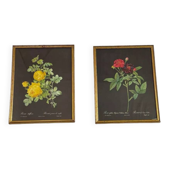 Pair of flower engravings