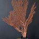 Gorgone Rouge XXL Wooden Base. H: 47 cm | Decorative Object l PlaceOdd