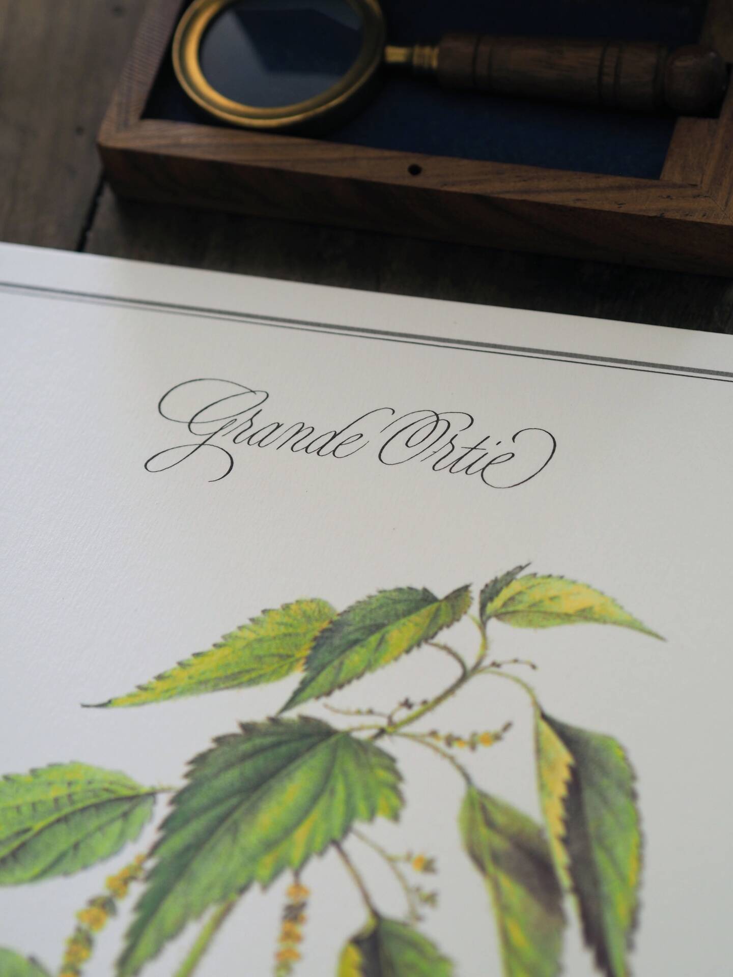 La Grande Ortie, illustration imprimée en 1986. Botanique Vintage.