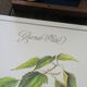 La Grande Ortie, illustration imprimée en 1986. Botanique Vintage.