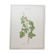 Planche botanique Lierre