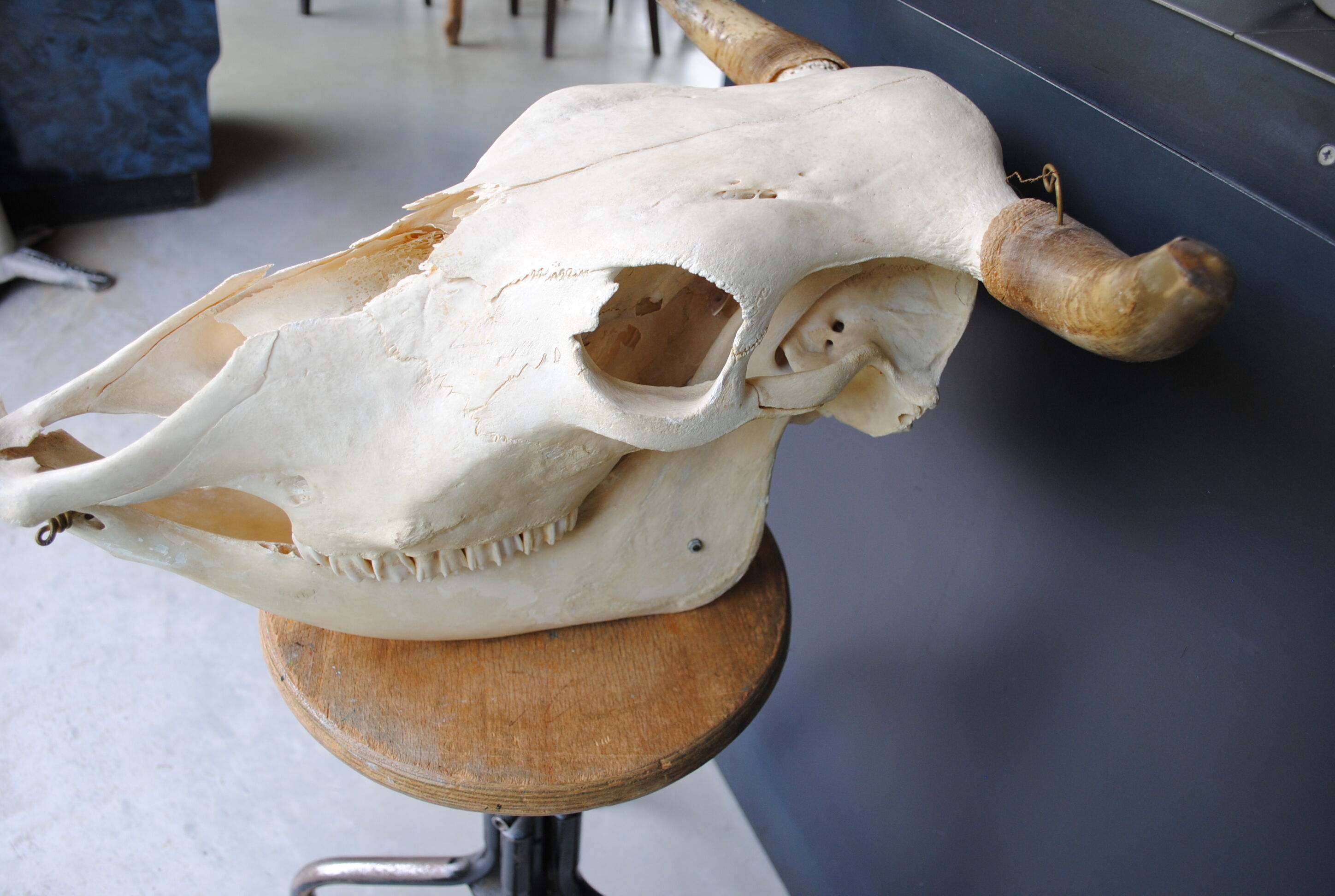 Skull of bovine