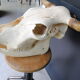 Skull of bovine