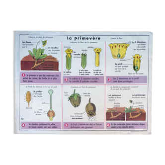 Old botanical school poster MDI: The primrose and The bird and its nest.