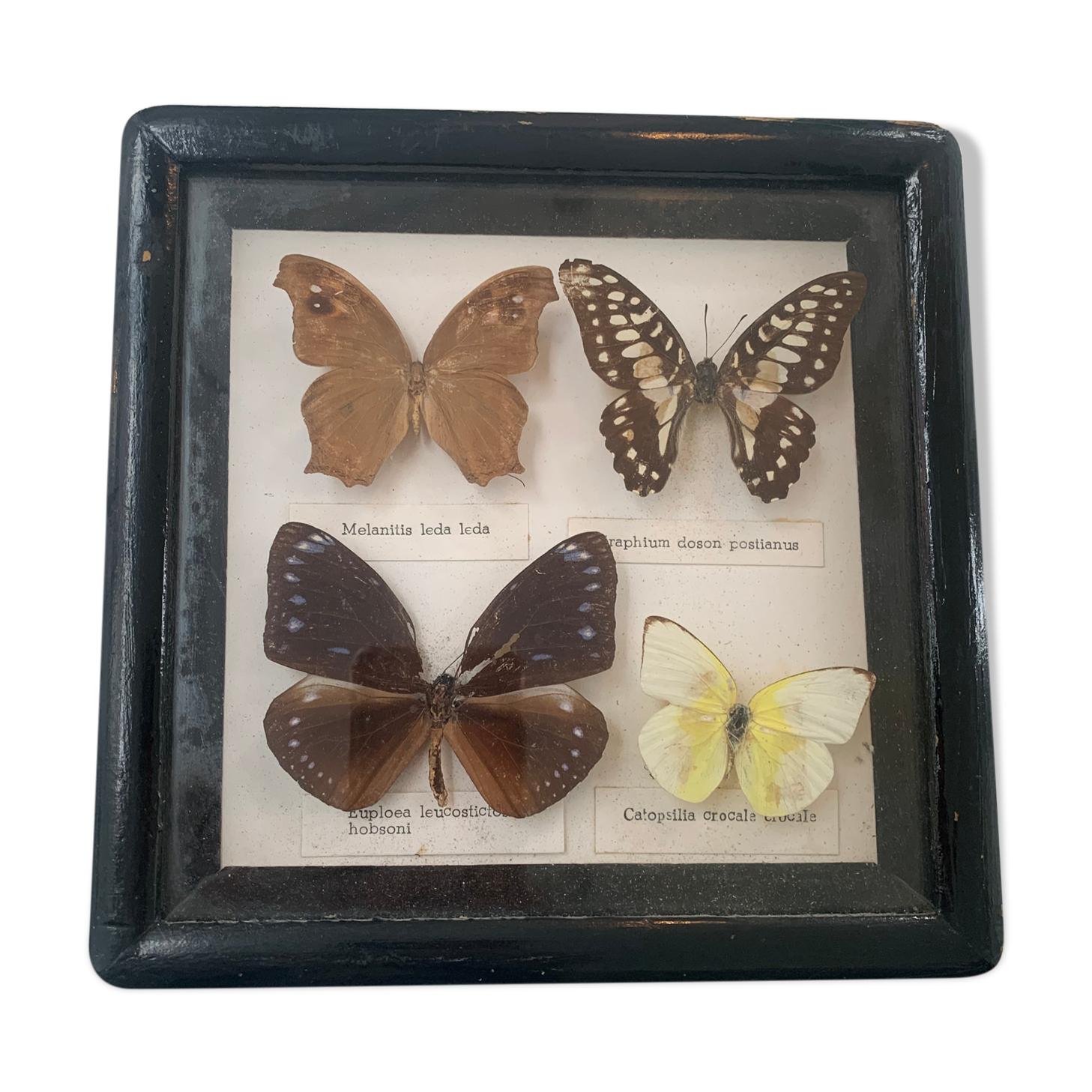Cadre vintage de papillons, taxidermie