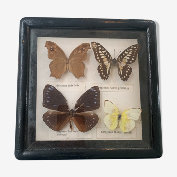 Cadre vintage de papillons, taxidermie