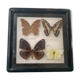 Vintage Display Of Butterfly's, Taxidermy