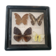Cadre vintage de papillons, taxidermie