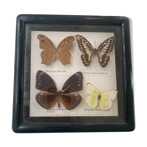 Vintage Display Of Butterfly's, Taxidermy