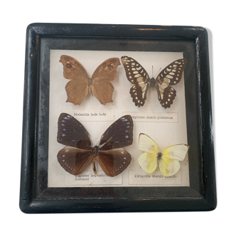 Vintage Display Of Butterfly's, Taxidermy