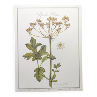 Plant engraving -Great Hogweed- Botanical illustration of herbalism