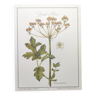 Plant engraving -Great Hogweed- Botanical illustration of herbalism
