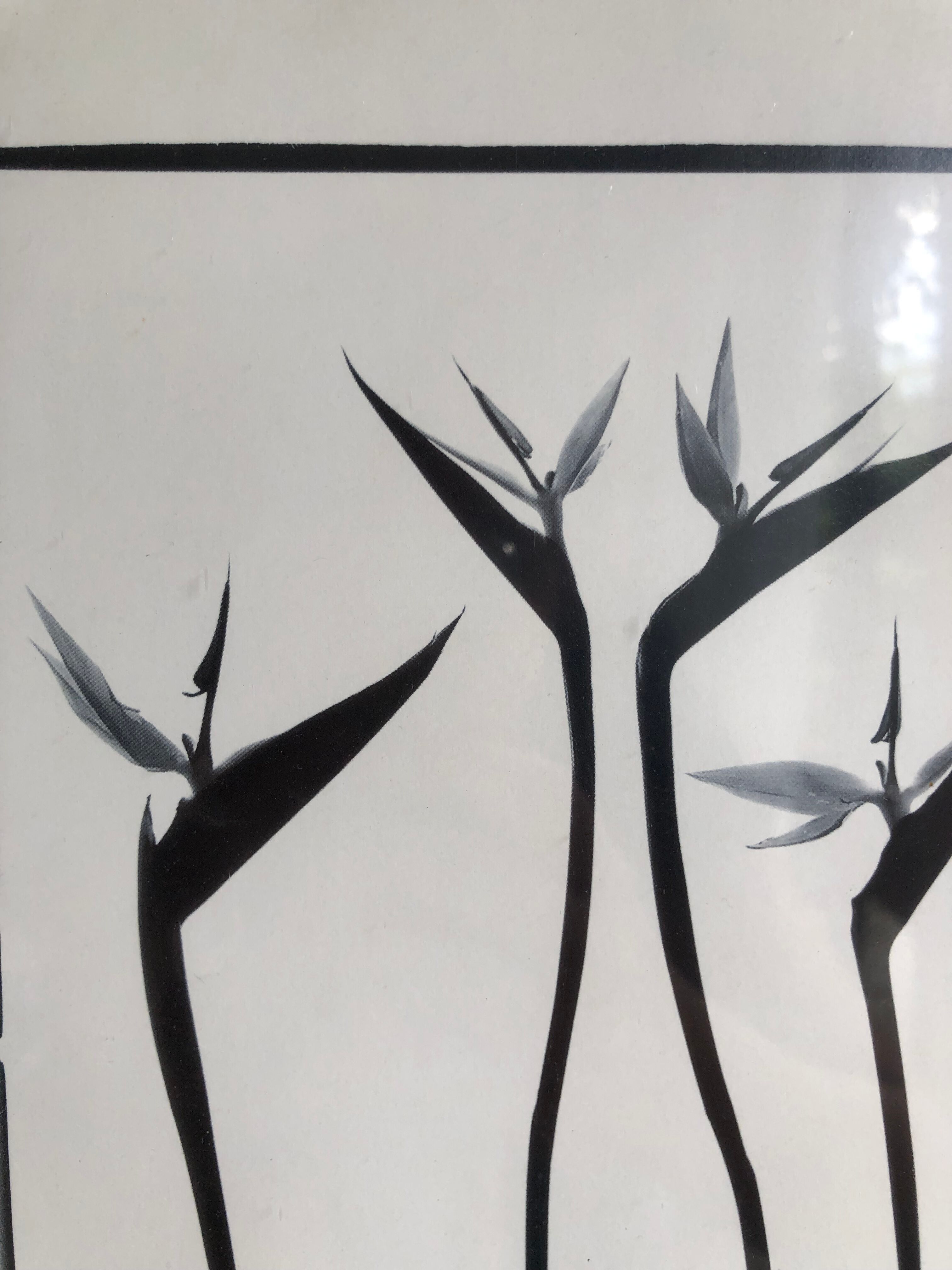 Flowers black and white framed print