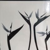 Flowers black and white framed print