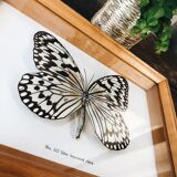 Butterfly frame "Idea leuconoë clara"