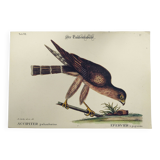 Gravure Vintage oiseau -Épervier- Planche ancienne animal de Seligmann & Catesby