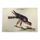 Vintage bird engraving - Hawk - Old animal board by Seligmann & Catesby
