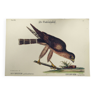 Gravure Vintage oiseau -Épervier- Planche ancienne animal de Seligmann & Catesby