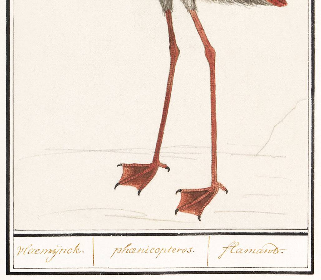 Small poster about the pink flamingo, after an old engraving from 1610.
