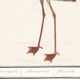 Small poster about the pink flamingo, after an old engraving from 1610.