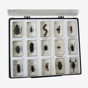 Ancienne collection de 15 insectes en inclusion